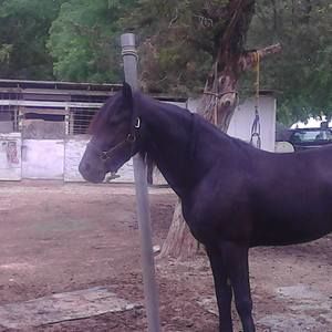 Meet your Posher, Frank